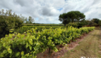 Longère + Grange – Commequiers